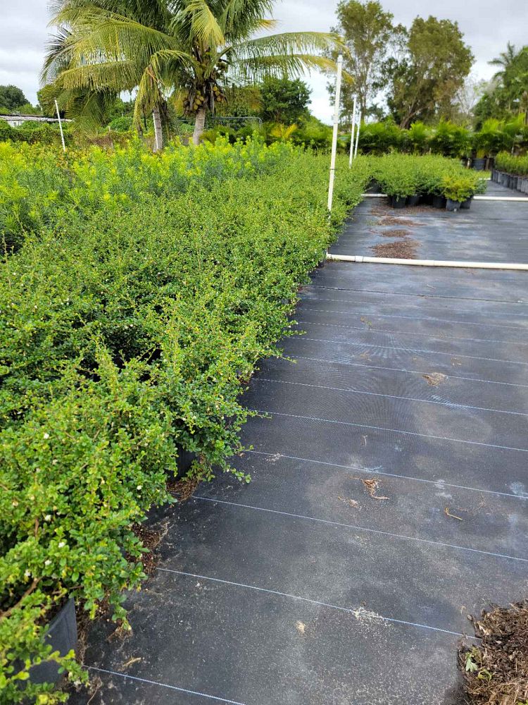 serissa-japonica-cotoneaster-snowrose-serissa-foetida
