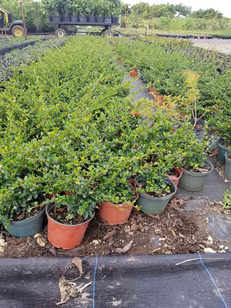 serissa-japonica-cotoneaster-snowrose-serissa-foetida