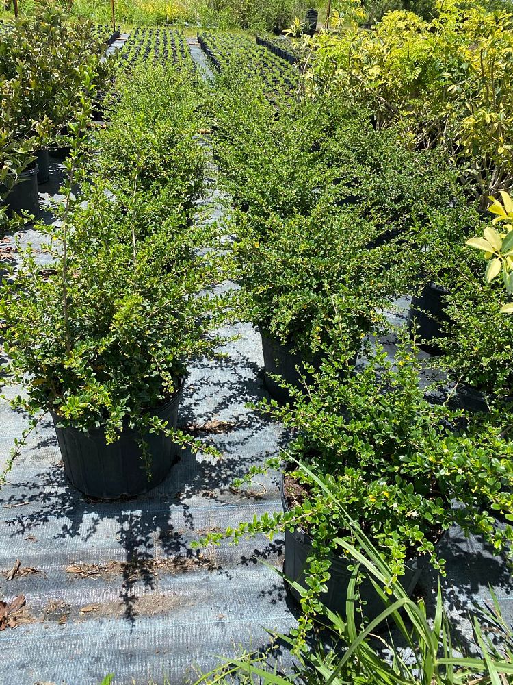 serissa-japonica-cotoneaster-snowrose-serissa-foetida