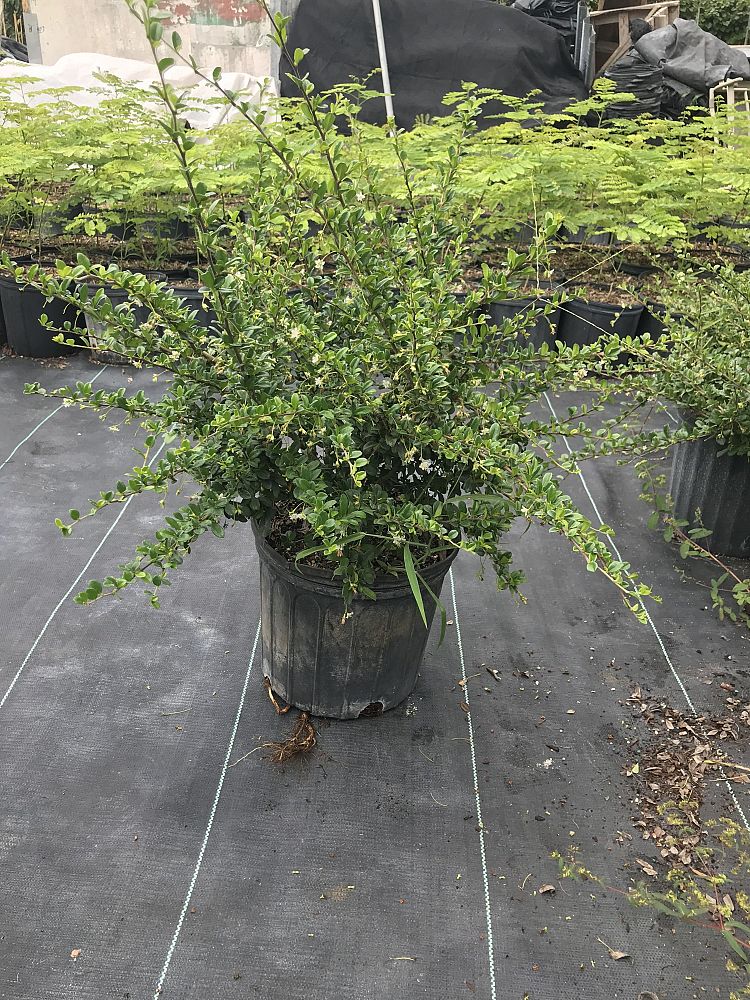 serissa-japonica-cotoneaster-snowrose-serissa-foetida