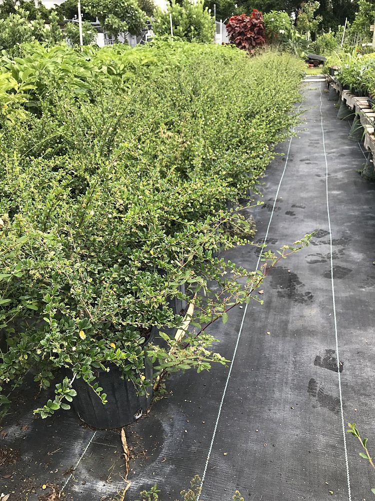 serissa-japonica-cotoneaster-snowrose-serissa-foetida