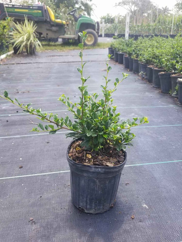 serissa-japonica-cotoneaster-snowrose-serissa-foetida