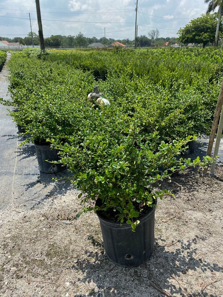 serissa-japonica-cotoneaster-snowrose-serissa-foetida