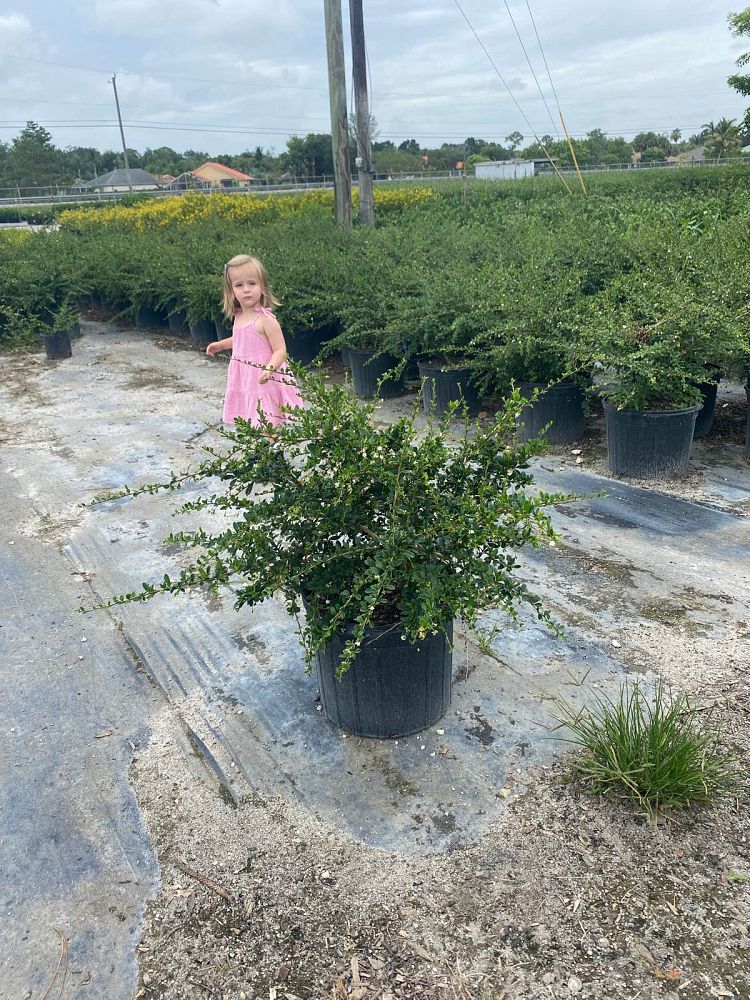 serissa-japonica-cotoneaster-snowrose-serissa-foetida