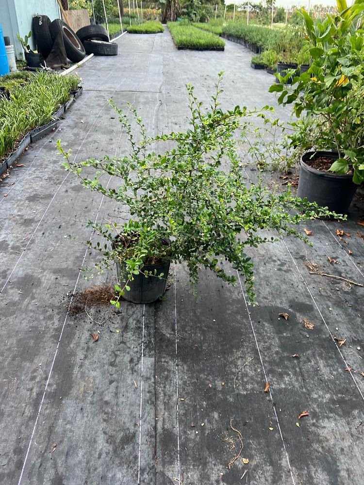 serissa-japonica-cotoneaster-snowrose-serissa-foetida
