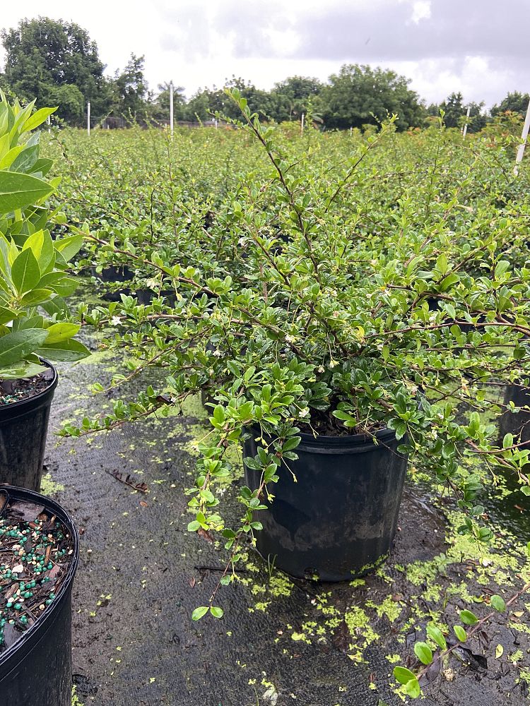 serissa-japonica-cotoneaster-snowrose-serissa-foetida