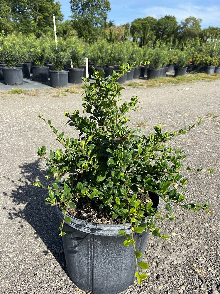 serissa-japonica-cotoneaster-snowrose-serissa-foetida