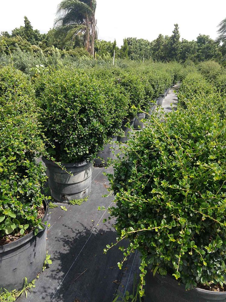 serissa-japonica-cotoneaster-snowrose-serissa-foetida