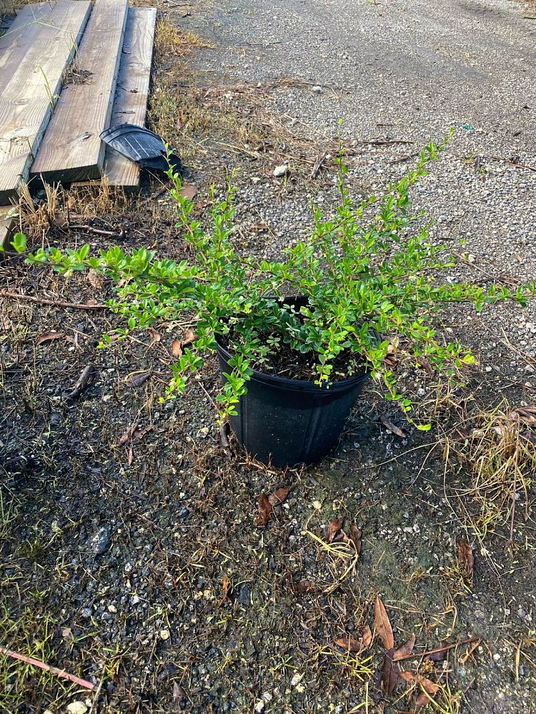 serissa-japonica-cotoneaster-snowrose-serissa-foetida