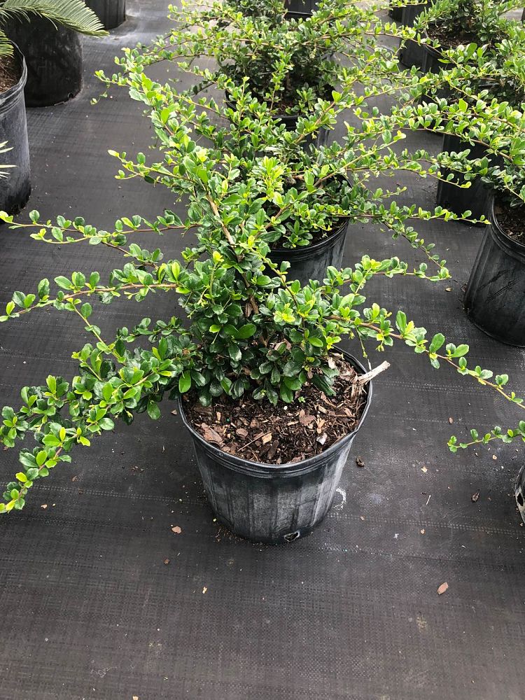 serissa-japonica-cotoneaster-snowrose-serissa-foetida