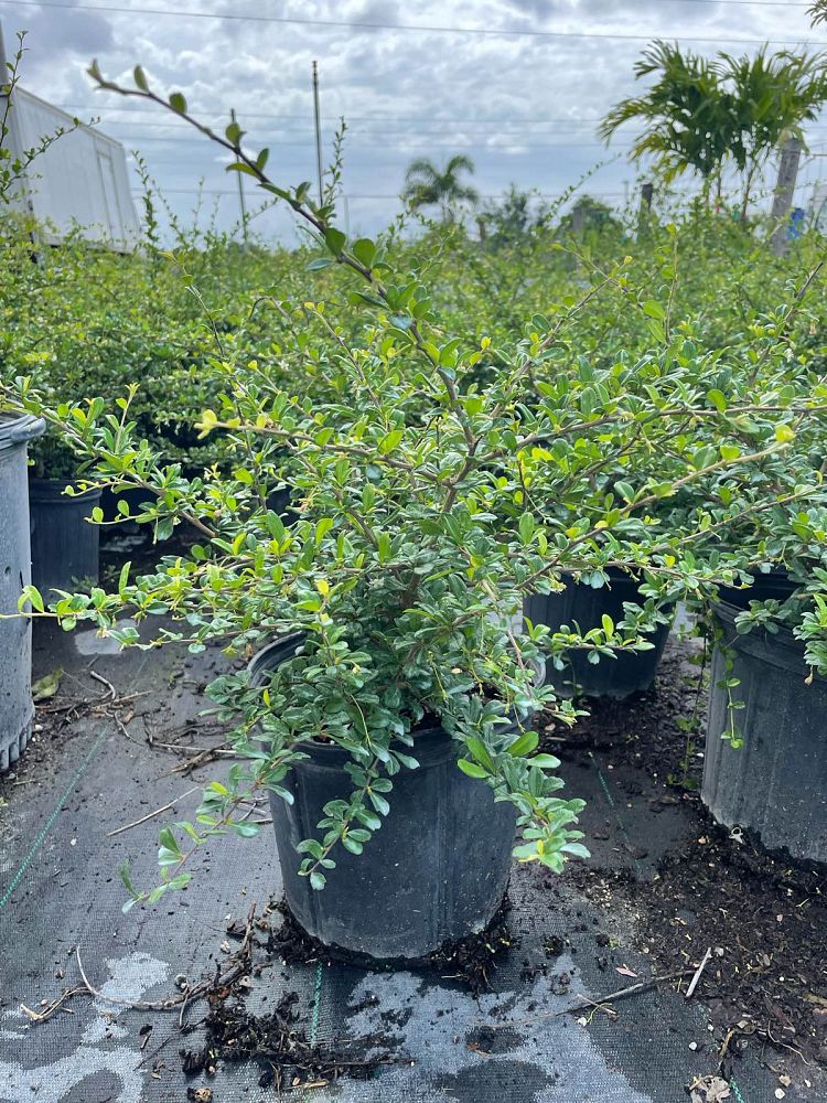 serissa-japonica-cotoneaster-snowrose-serissa-foetida