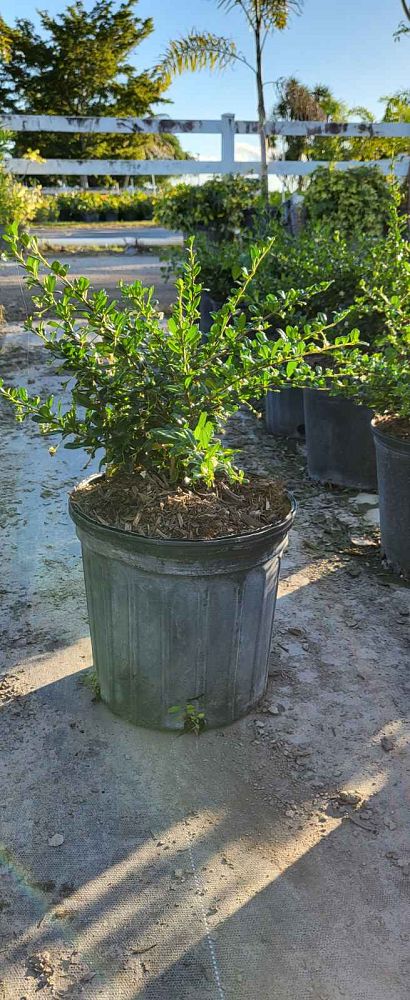 serissa-japonica-cotoneaster-snowrose-serissa-foetida