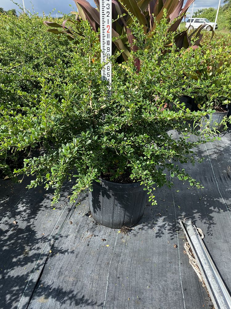serissa-japonica-cotoneaster-snowrose-serissa-foetida