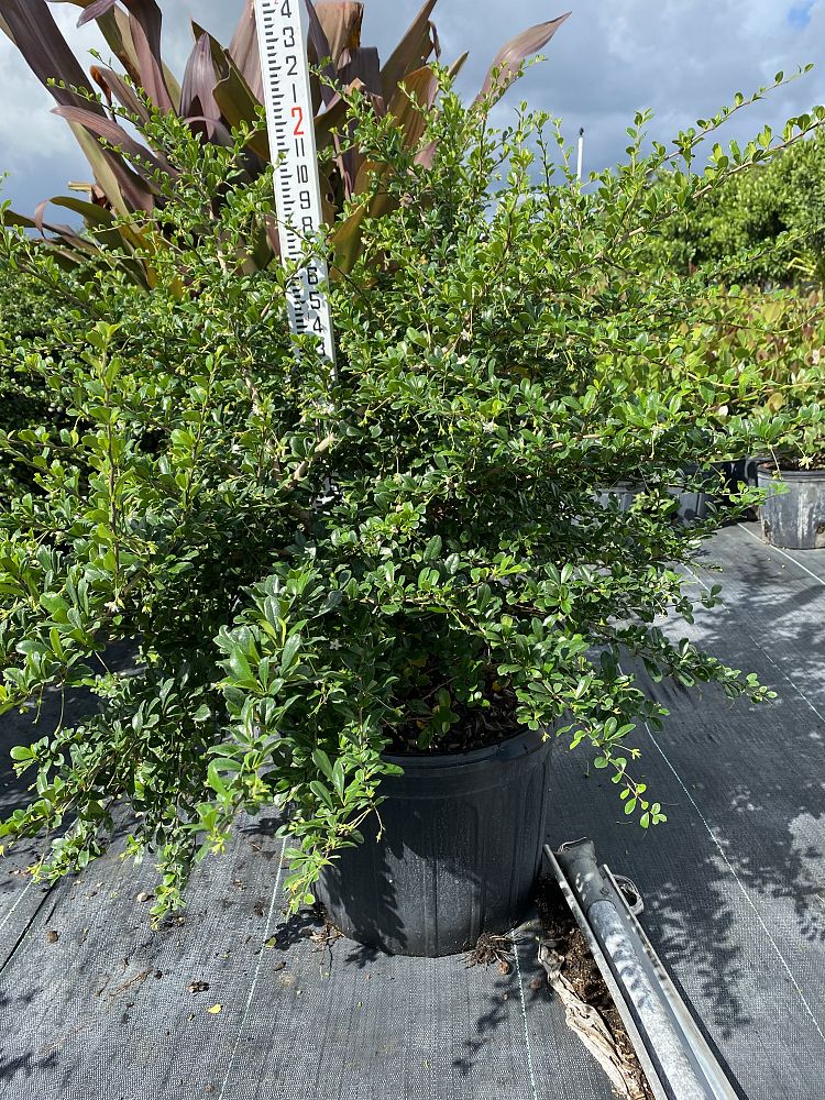 serissa-japonica-cotoneaster-snowrose-serissa-foetida