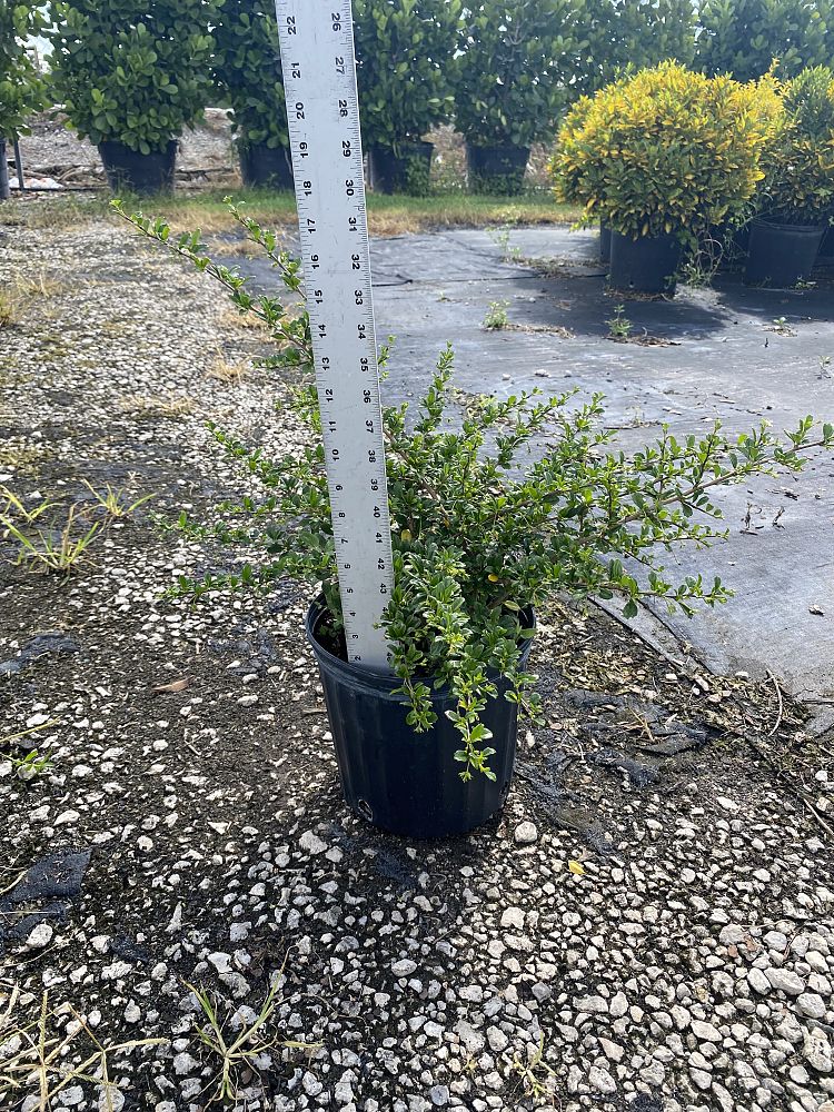 serissa-japonica-cotoneaster-snowrose-serissa-foetida