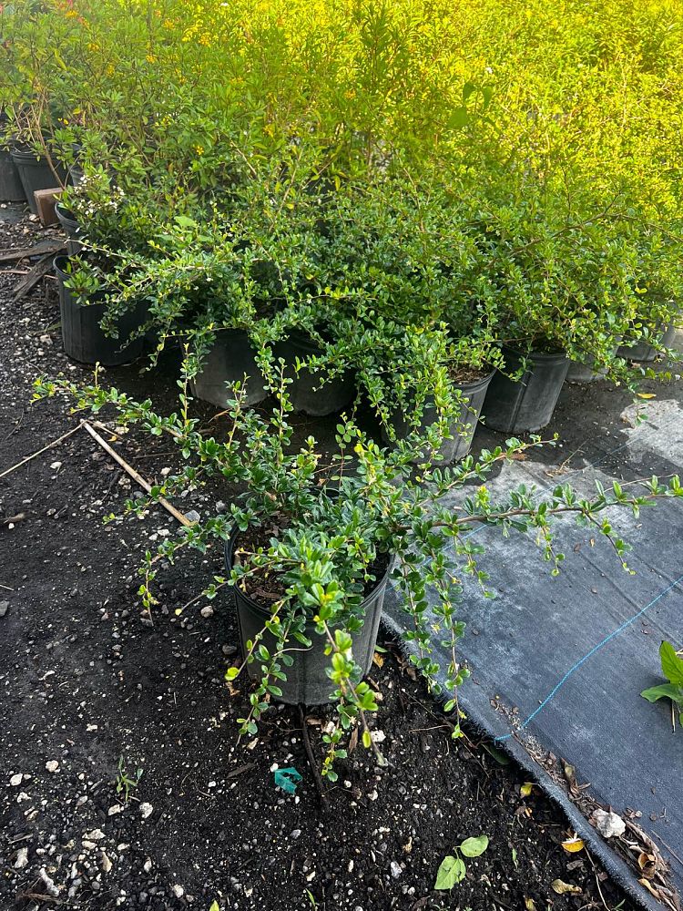 serissa-japonica-cotoneaster-snowrose-serissa-foetida
