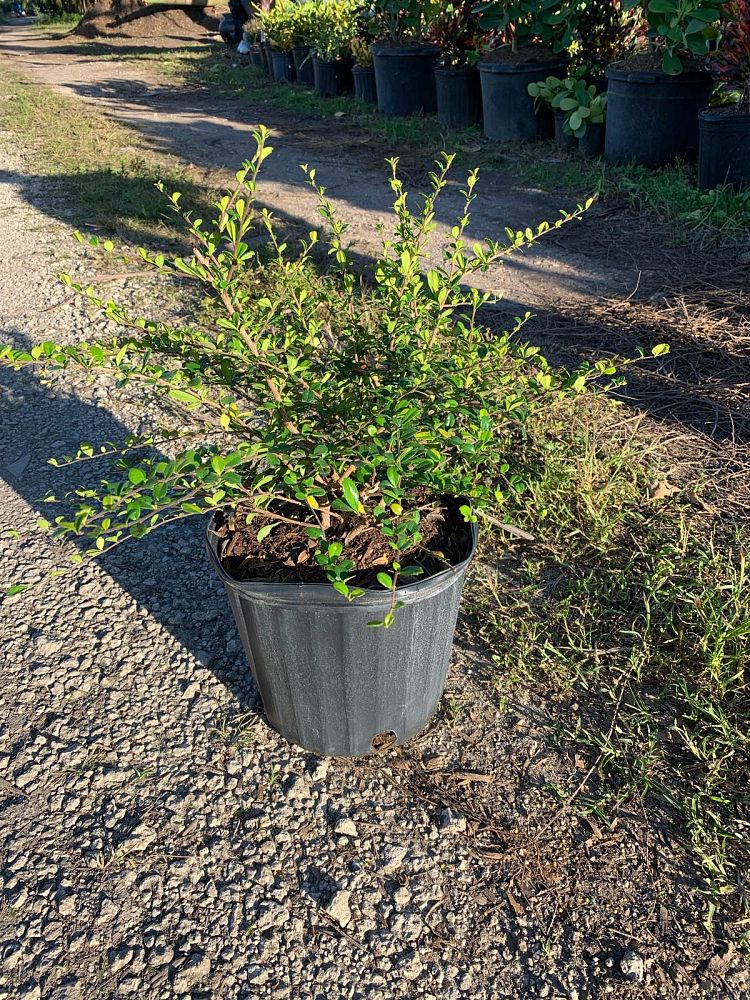 serissa-japonica-cotoneaster-snowrose-serissa-foetida