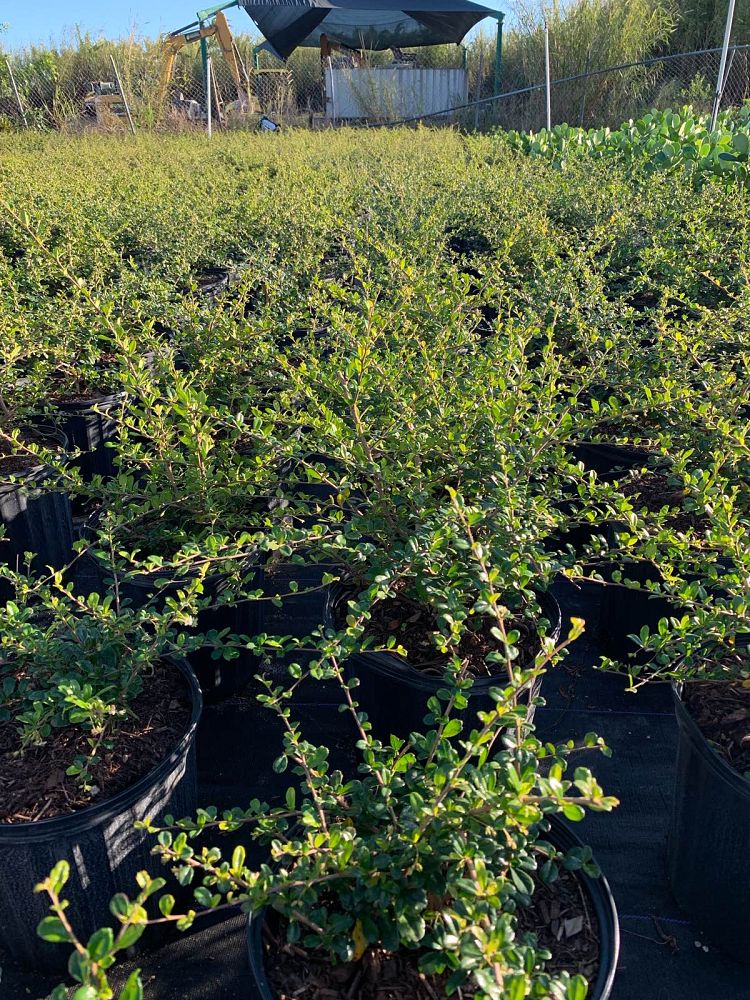 serissa-japonica-cotoneaster-snowrose-serissa-foetida