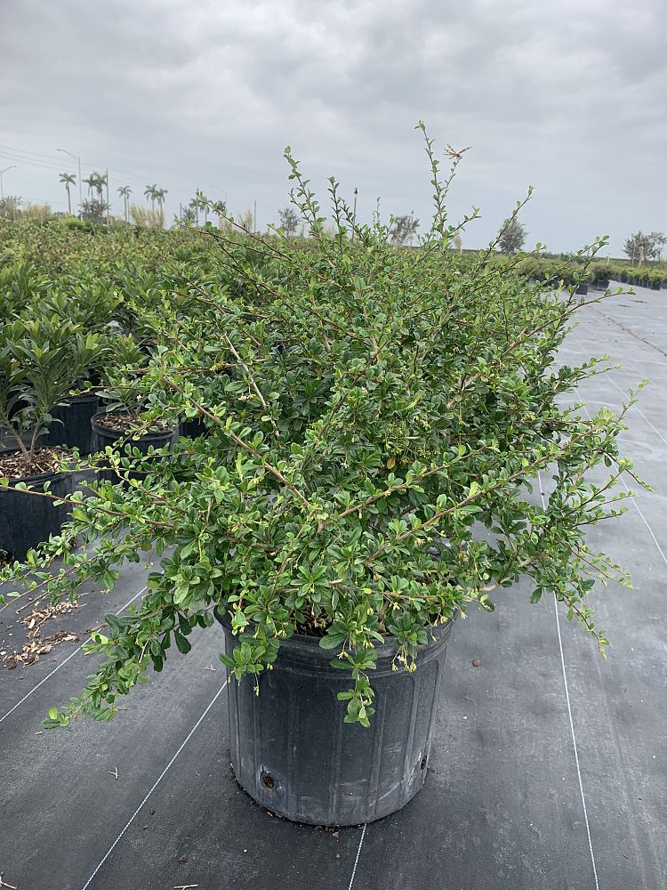 serissa-japonica-cotoneaster-snowrose-serissa-foetida