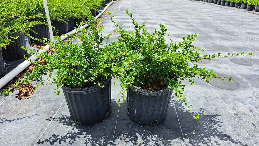 serissa-japonica-cotoneaster-snowrose-serissa-foetida