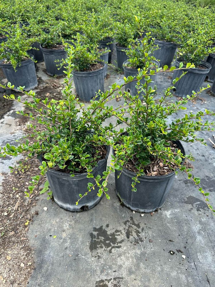 serissa-japonica-cotoneaster-snowrose-serissa-foetida