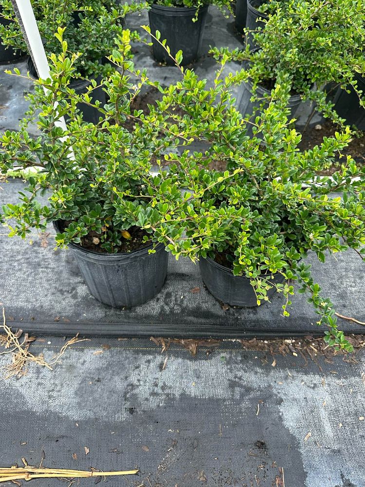serissa-japonica-cotoneaster-snowrose-serissa-foetida
