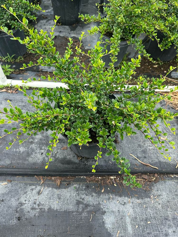 serissa-japonica-cotoneaster-snowrose-serissa-foetida