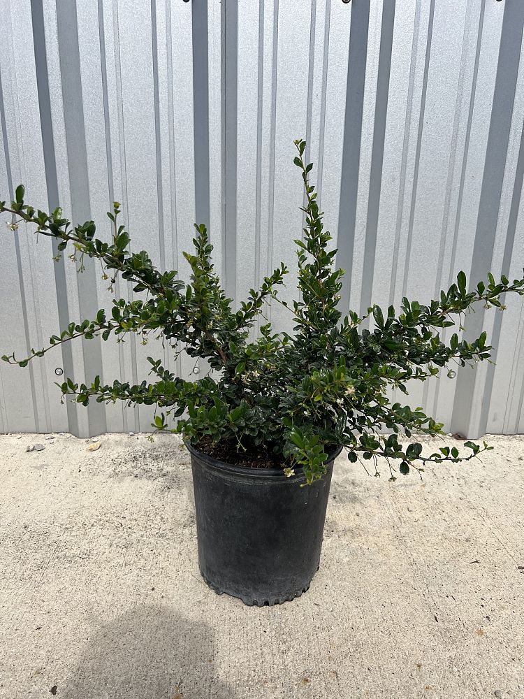 serissa-japonica-cotoneaster-snowrose-serissa-foetida