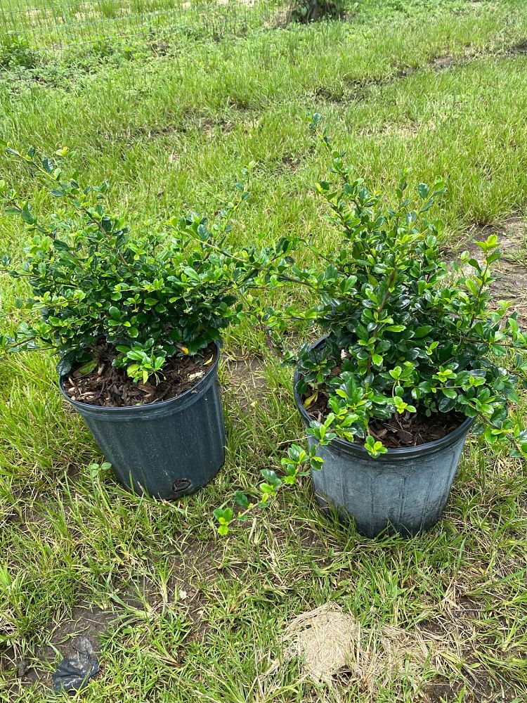 serissa-japonica-cotoneaster-snowrose-serissa-foetida