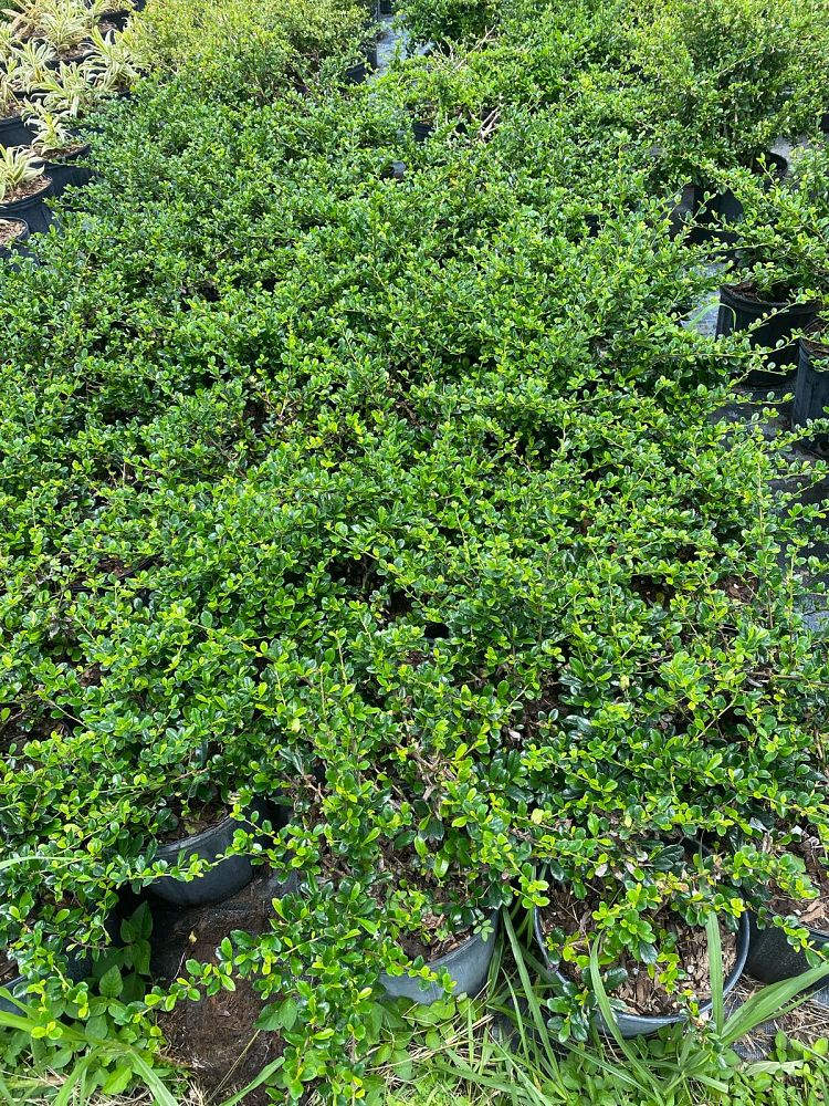 serissa-japonica-cotoneaster-snowrose-serissa-foetida