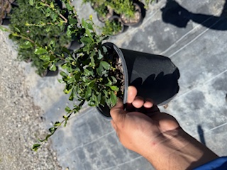 serissa-japonica-cotoneaster-snowrose-serissa-foetida