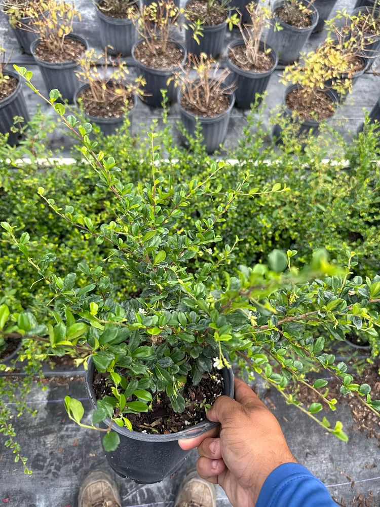 serissa-japonica-cotoneaster-snowrose-serissa-foetida