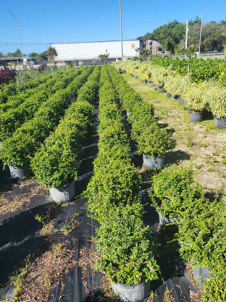 serissa-japonica-cotoneaster-snowrose-serissa-foetida