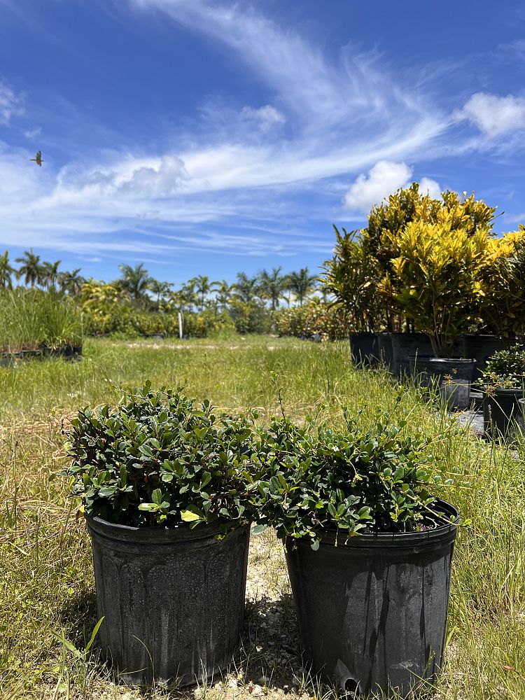 serissa-japonica-cotoneaster-snowrose-serissa-foetida