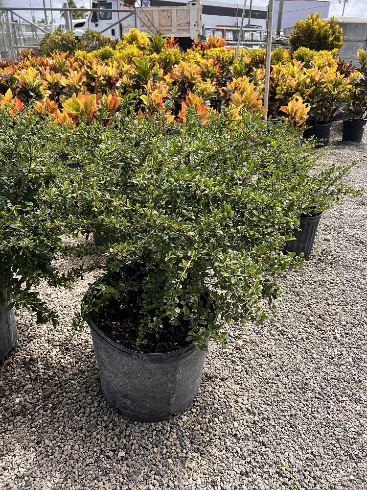 serissa-japonica-cotoneaster-snowrose-serissa-foetida