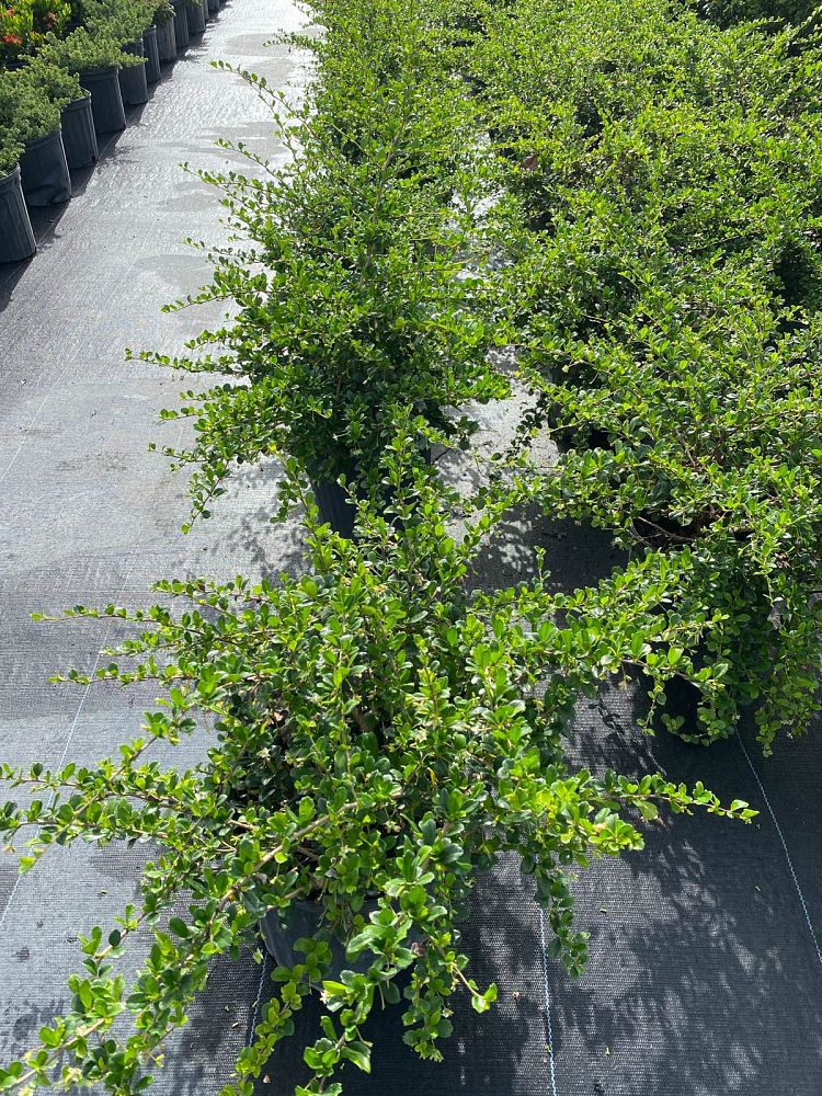 serissa-japonica-cotoneaster-snowrose-serissa-foetida