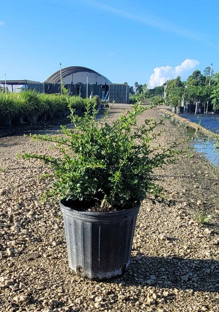 serissa-japonica-cotoneaster-snowrose-serissa-foetida