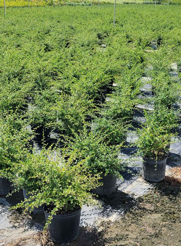 serissa-japonica-cotoneaster-snowrose-serissa-foetida
