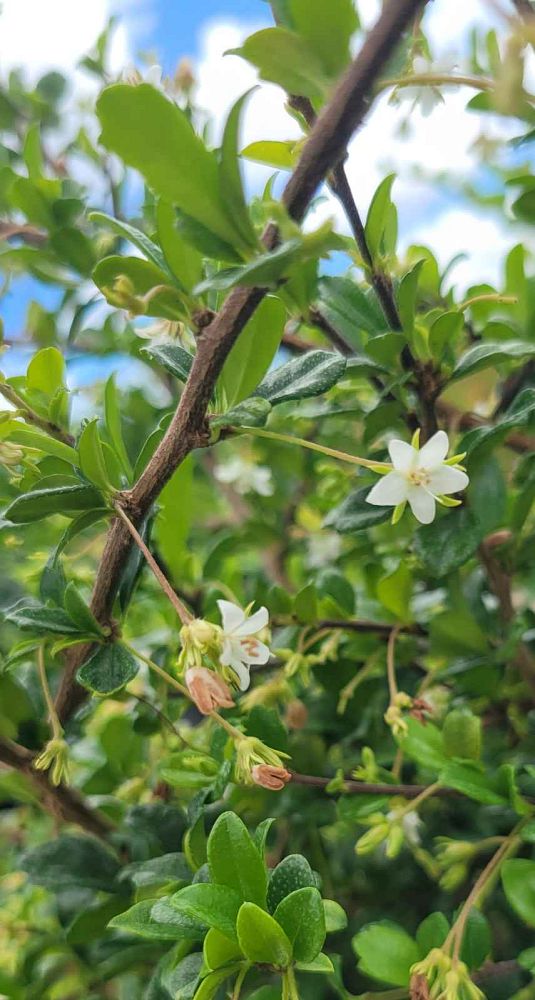 serissa-japonica-cotoneaster-snowrose-serissa-foetida