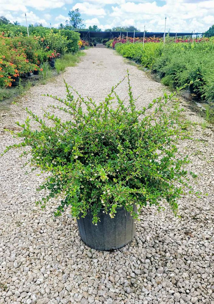 serissa-japonica-cotoneaster-snowrose-serissa-foetida
