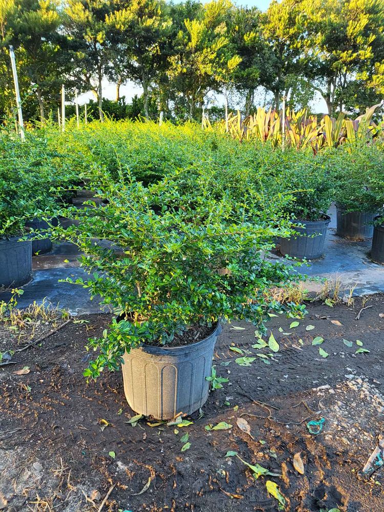 serissa-japonica-cotoneaster-snowrose-serissa-foetida