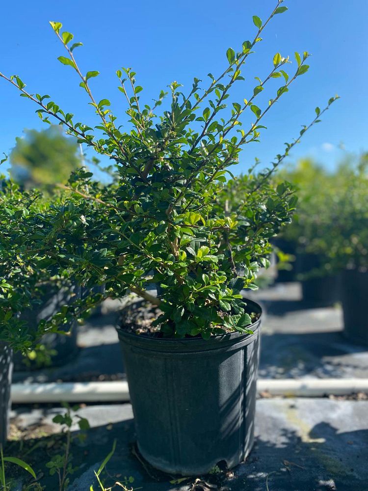 serissa-japonica-cotoneaster-snowrose-serissa-foetida
