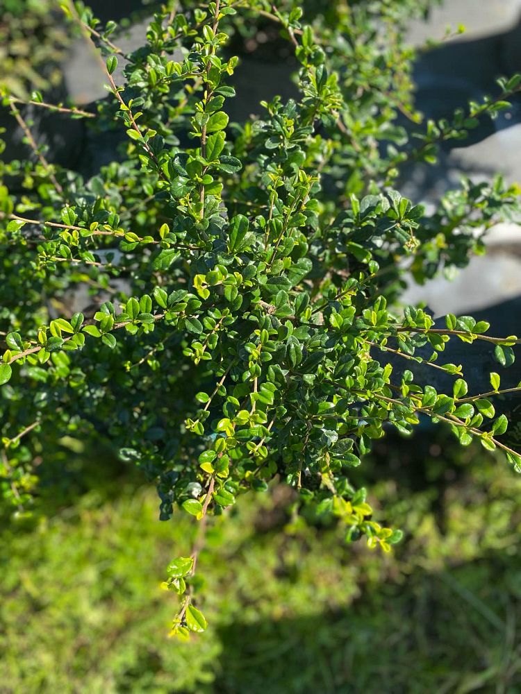 serissa-japonica-cotoneaster-snowrose-serissa-foetida