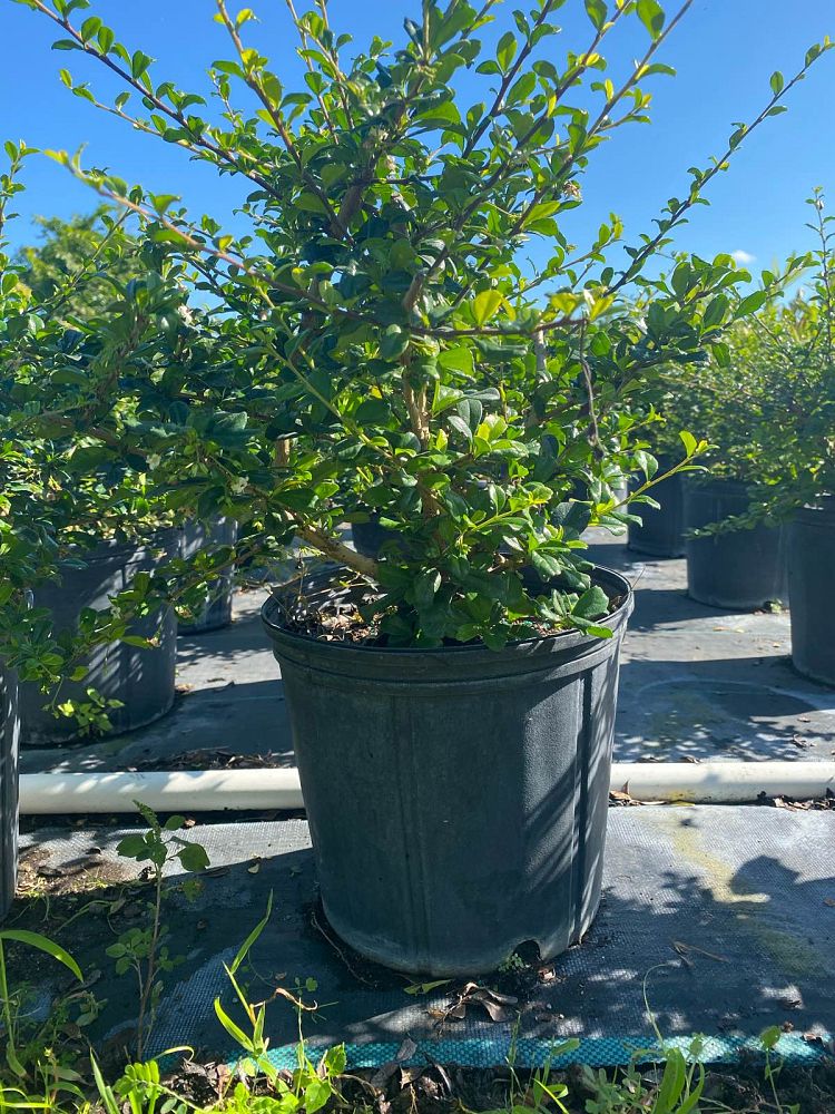 serissa-japonica-cotoneaster-snowrose-serissa-foetida