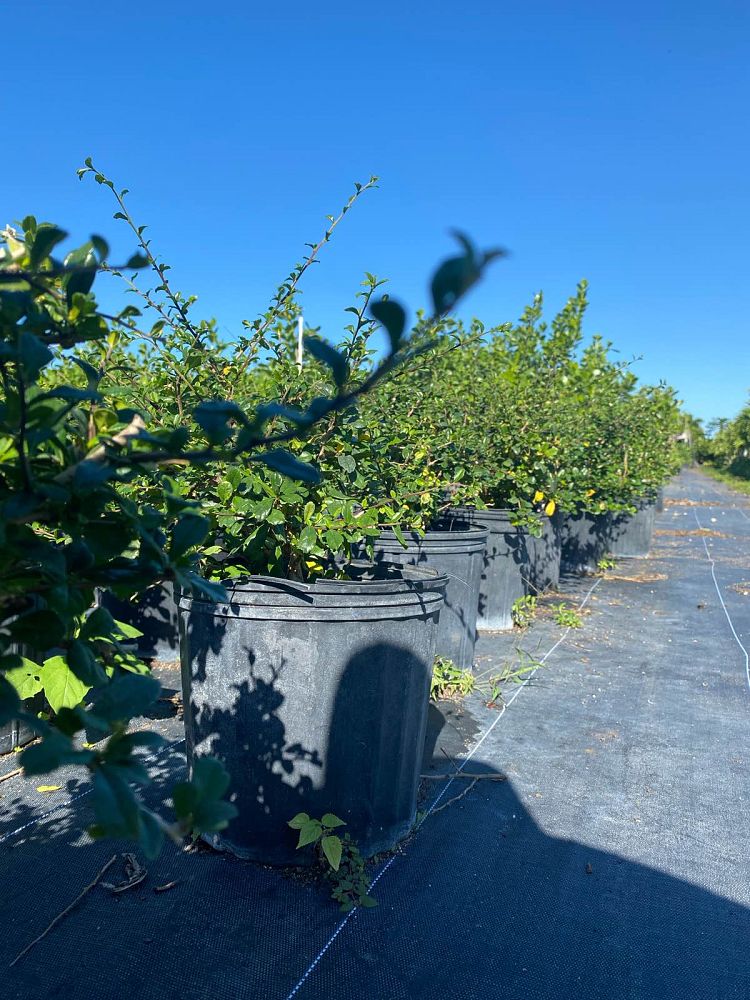 serissa-japonica-cotoneaster-snowrose-serissa-foetida