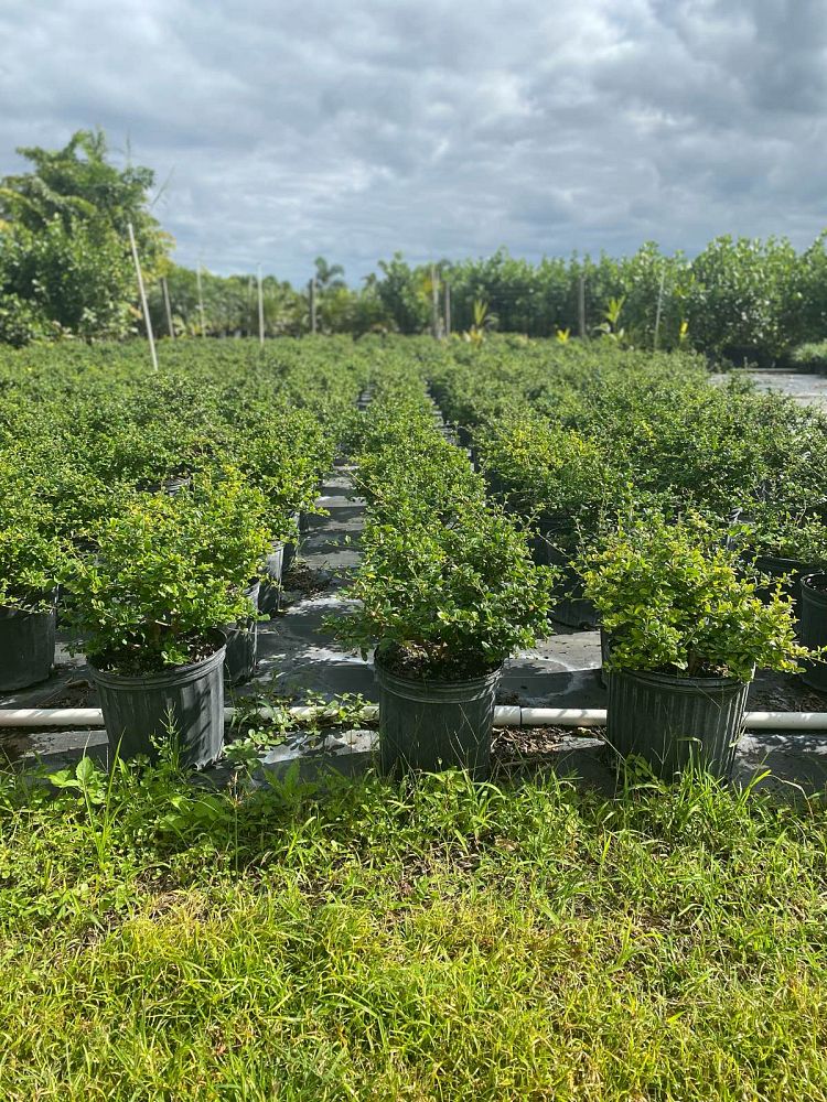 serissa-japonica-cotoneaster-snowrose-serissa-foetida