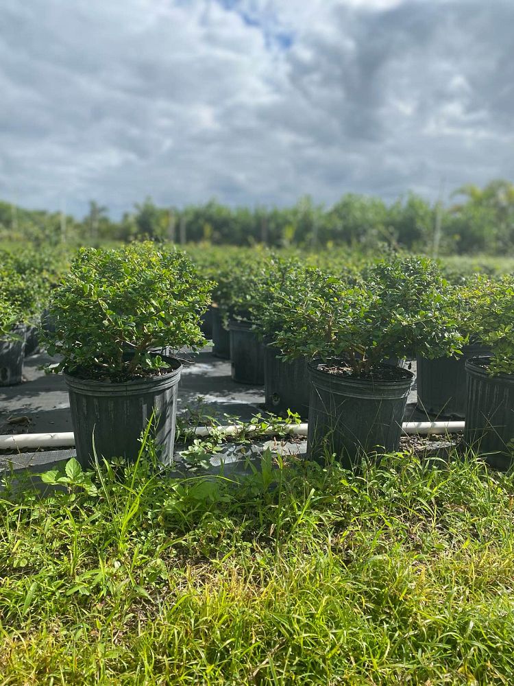 serissa-japonica-cotoneaster-snowrose-serissa-foetida