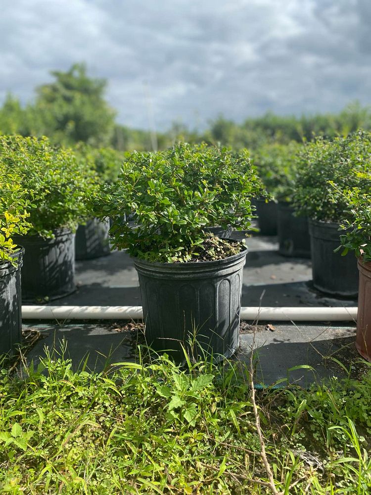 serissa-japonica-cotoneaster-snowrose-serissa-foetida