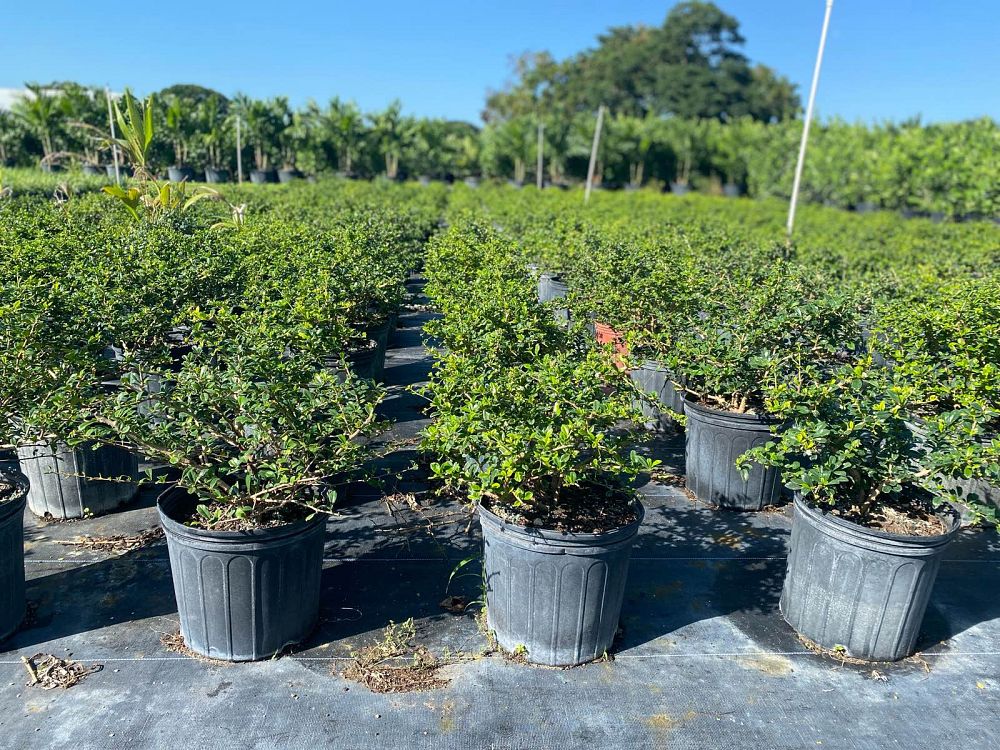 serissa-japonica-cotoneaster-snowrose-serissa-foetida
