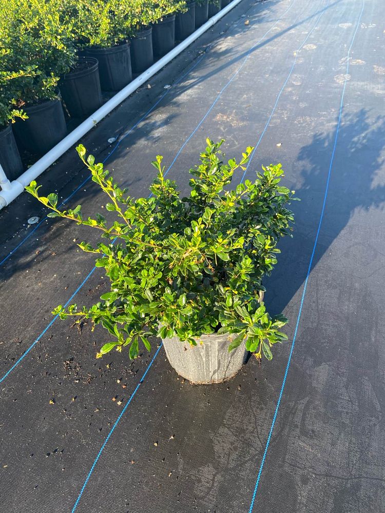 serissa-japonica-cotoneaster-snowrose-serissa-foetida